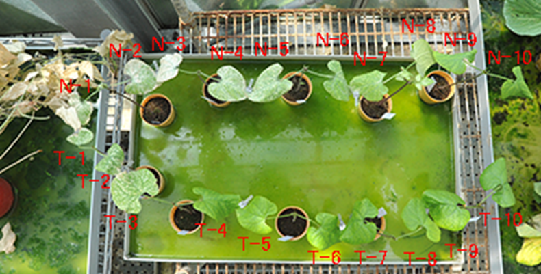 インゲン苗に数珠つなぎにして10枚の葉を並べたっものを2つ用意し、農薬候補の効果を検証した様子
